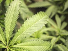 1117061Ilustrasi-ganja780x390