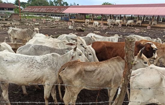 Blunder ‘Pipel In’ Lingkaran PLT Gubernur Aceh